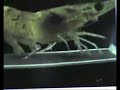 Shrimp Running to William Tell
