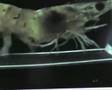 Shrimp Running to William Tell