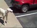 *ADOPTED* Luke 4829010 Humane Society Colorado Adopt