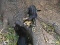 Kitten video! \ Kitten video! \