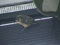videos de Meisen-Ausflug
