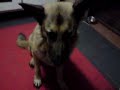 German Shepherd Max (Power) Playing Dead German Shepherd Max (Power) Playing Dead