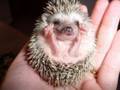 chanson animaux