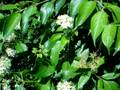 Cansa'sa (red dogwood)