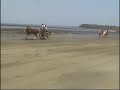 gorai horse bull race avlon zico 2 gorai horse bull race avlon zico 2