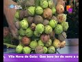 Dicas-Arranjos-Flora