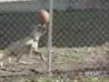 Amazing Ball Balancing Dog Amazing Ball Balancing Dog