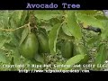 Avocado Fruit Trees Avocado Fruit Trees
