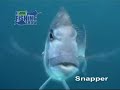 thefishingshow Underwater Sport Fish