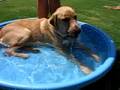 Lab cooling off in his little pool