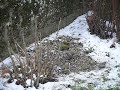 latill� - lundi 25 f�vrier 2013 - nous avons dispos� des graines pour oiseaux dans notre jardin. les volatiles se r�galent ! un bonheur simple que nous vous ...