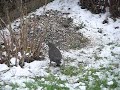 latill� - lundi 25 f�vrier 2013 - nous avons dispos� des graines pour oiseaux dans notre jardin. les volatiles se r�galent ! un bonheur simple que nous vous ...