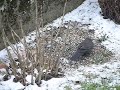 latill� - lundi 25 f�vrier 2013 - nous avons dispos� des graines pour oiseaux dans notre jardin. les volatiles se r�galent ! un bonheur simple que nous vous ...