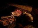 Funny  Bunny  likes  Teen  Magazine