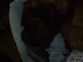 thor durmiendo