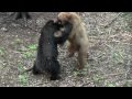 A Guide's Life 6.09.2010 - Burnt Underwear and Explosions - Alberta Black Bear Hunt .mp4