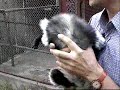 jazz pistols in the zoo of antananarivo