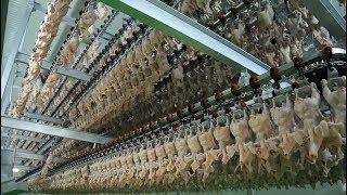 Poultry Processing Equipment - Alberk