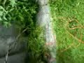 Gardeners Wyndham Charlie Dimmock