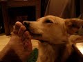 LITTLE DOG CLEANING FOOT FATHER part III