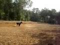 practicing barrel racing