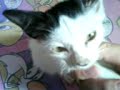 Putut The Cat 2nd Video