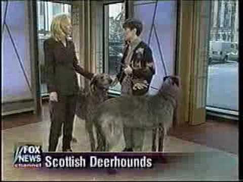 Ellen Bonacarti with Scottish Deerhound