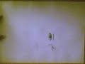 dibujo de eugenia