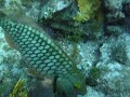 Chasing a Rainbow Parrotfish Chasing a Rainbow Parrotfish