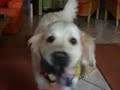 Shila will spielen Shila will spielen