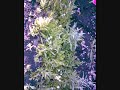 Roll & Grow . # 2