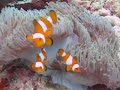 Finding Nemo in Thailand Finding Nemo in Thailand