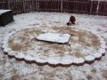 Boxer's at play in snow