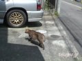 ツネオの喧嘩その2