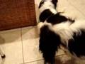 Brynner and Pinck play tug-of-war