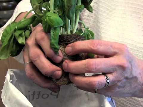 how to replant supermarket herbs