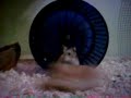 31337 hamsters 31337 hamsters