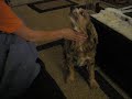 Trusty Rusty sings the blues