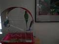 Ollie the talking parakeet 4