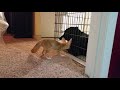 Fennec Fox vs Wolfdog Wolfdog