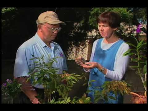 how to fertilize scotch broom