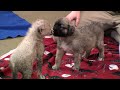 Cincinnati Zoo cheetah puppy cub cat ambassador cute adorable program conservation fund CCF angel cathryn hilker
