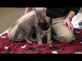 Cheetah Cub and Puppy Play-Cincinnati Zoo Cheetah Cub and Puppy Play-Cincinnati Zoo