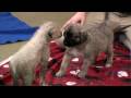 Cheetah Cub and Puppy Play-Cincinnati Zoo