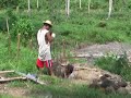 Zitronen / Calamansi Plantage Philippinen