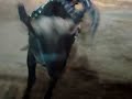 el persinado