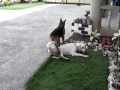 BELLA and KOBE