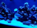 180 Gallon Saltwater Reef Tank