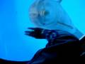 videos de diccio lhomme dauphin