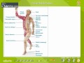 Locomotion And Movement